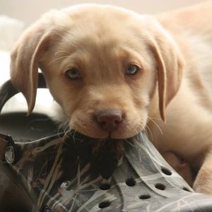 Meet your Posher, Brady